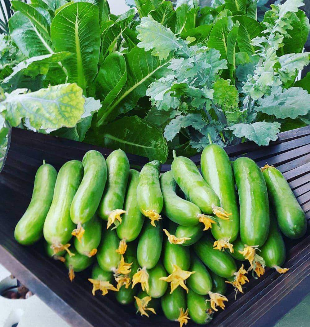 Instagram.com/runa.natural