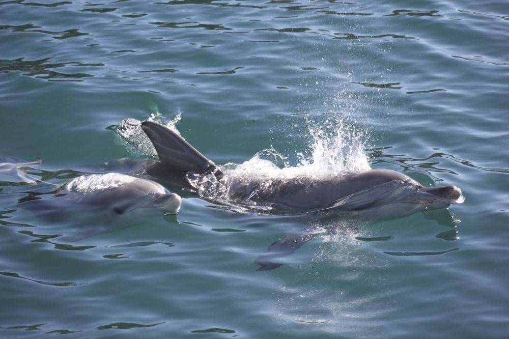 IDN Times/Dolphin Watch Cruises Jarvis Bay