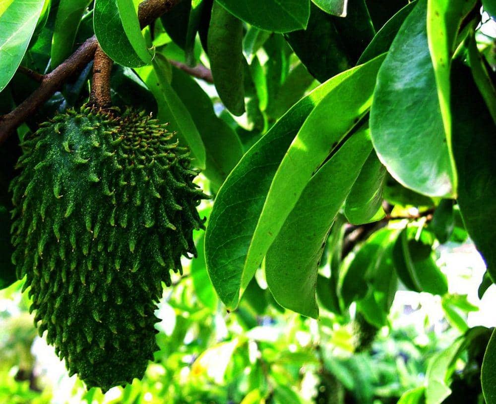 7 Manfaat Daun Sirsak yang Baik untuk Kesehatan Tubuh