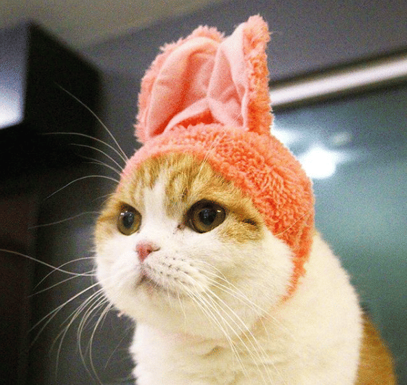 instagram.com/waffles_the_cat