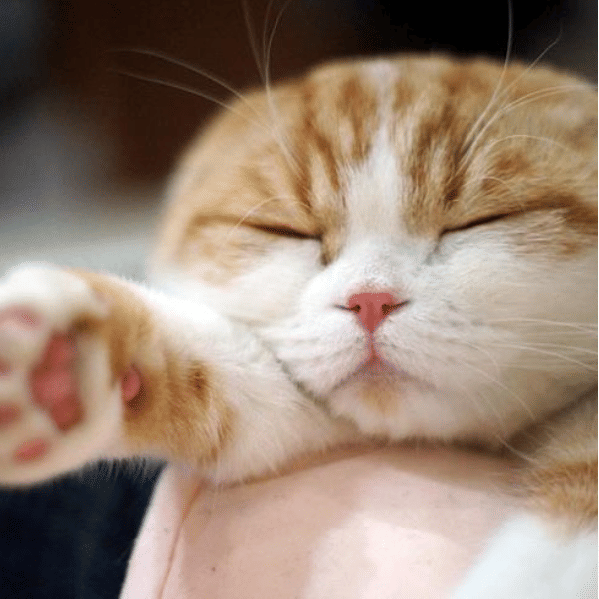 instagram.com/waffles_the_cat