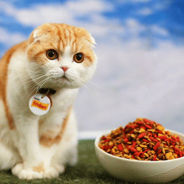 instagram.com/waffles_the_cat