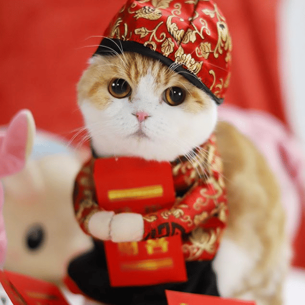 instagram.com/waffles_the_cat