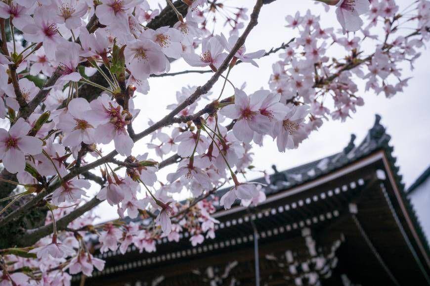 The Japan Times