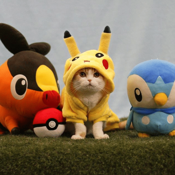 instagram.com/waffles_the_cat