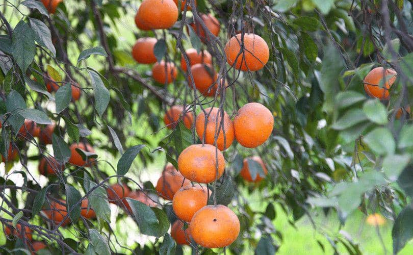 smartindianagriculture.com