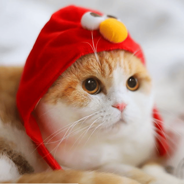 instagram.com/waffles_the_cat