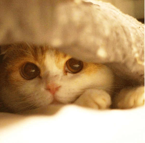 instagram.com/waffles_the_cat