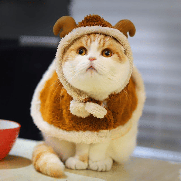 instagram.com/waffles_the_cat