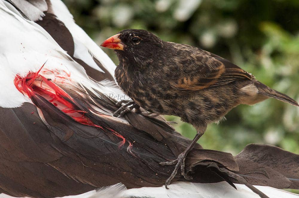 peteoxford.photoshelter.com