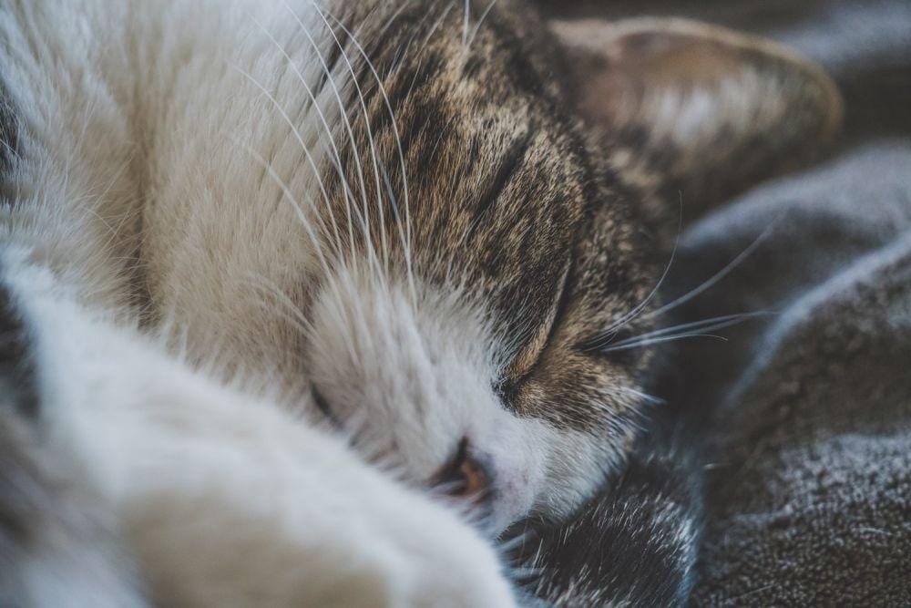 unsplash.com/Patrick Brinksma