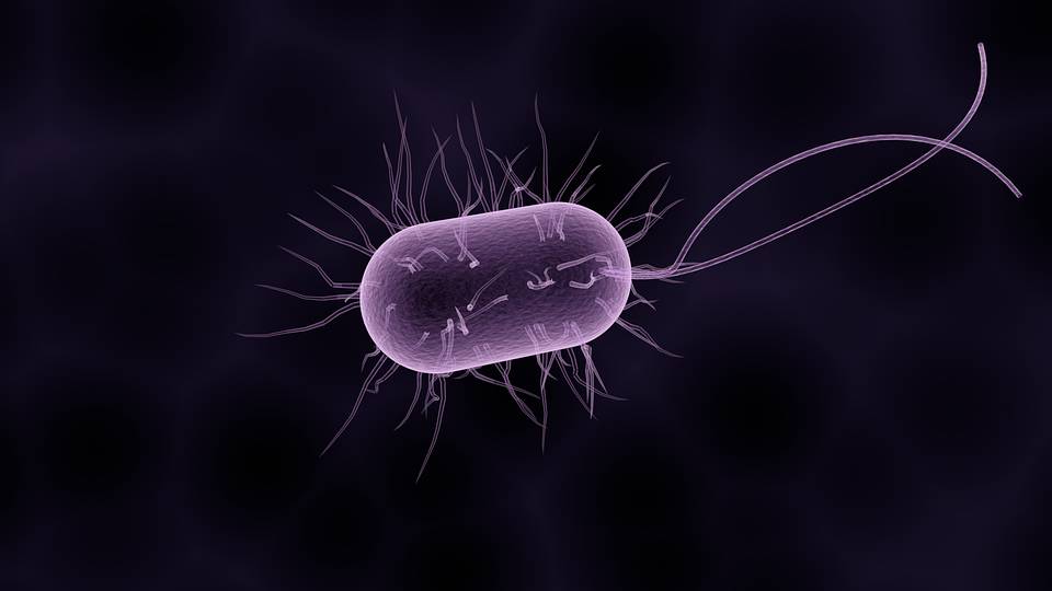 biotechnologyfocus.ca