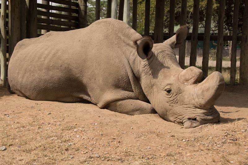 https://www.helpingrhinos.org