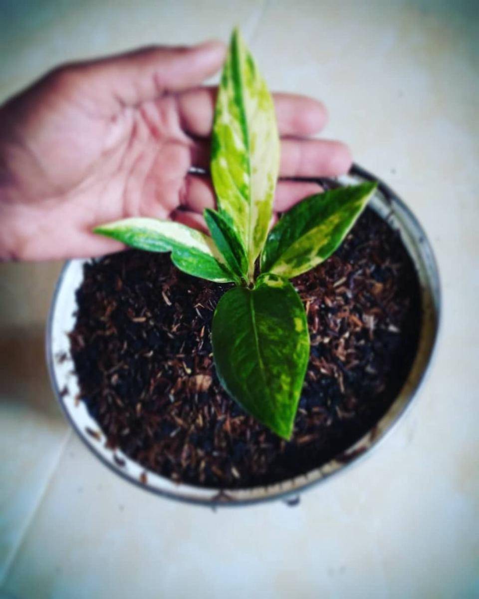 instagram.com/ragam_tanaman_nusantara