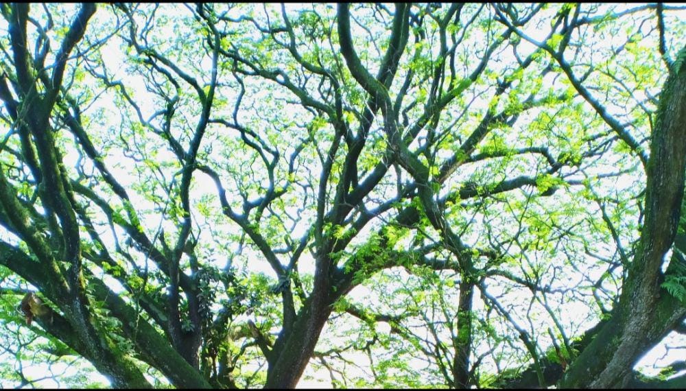 Dokumentasi pribadi penulis