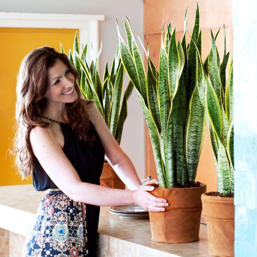 decorumplantsflowers.com