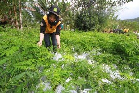 (Ilustrasi hutan di Kalimantan) ANTARA FOTO/Bayu Pratama