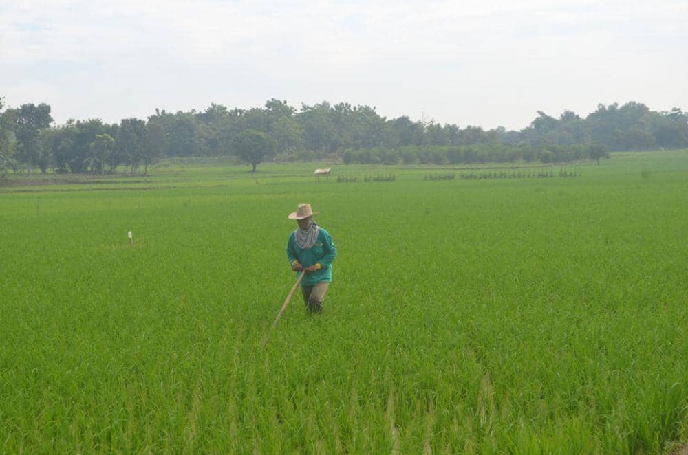 IDN Times/Andra Adyatama