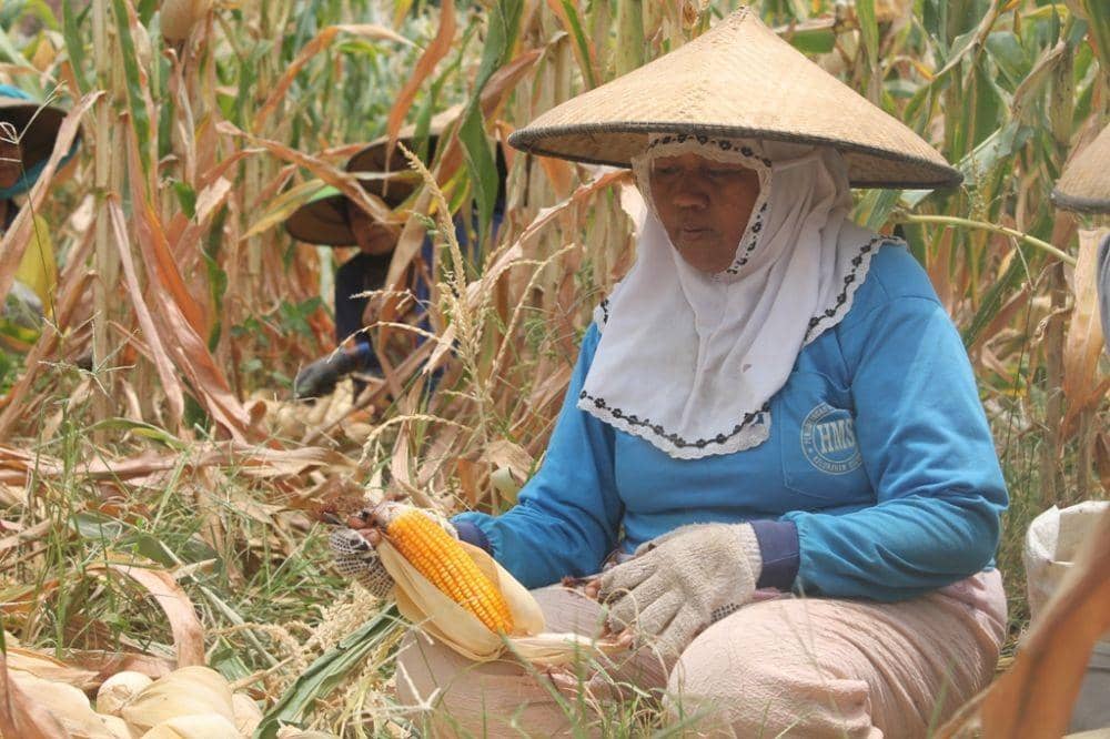 Curah Hujan Tinggi, Petani di Majalengka Percepat Masa Panen