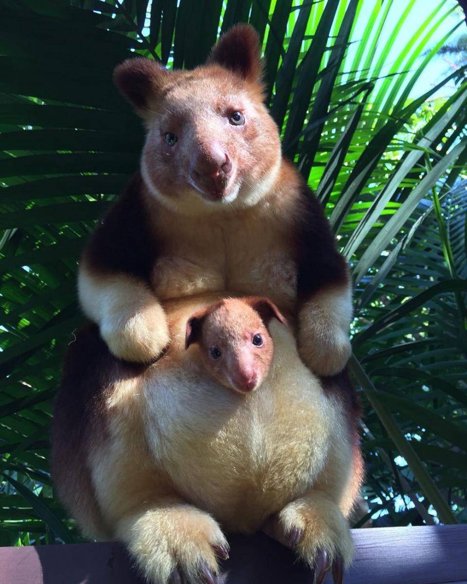 instagram.com/perthzoo