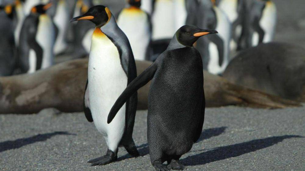 antarctica.gov.au