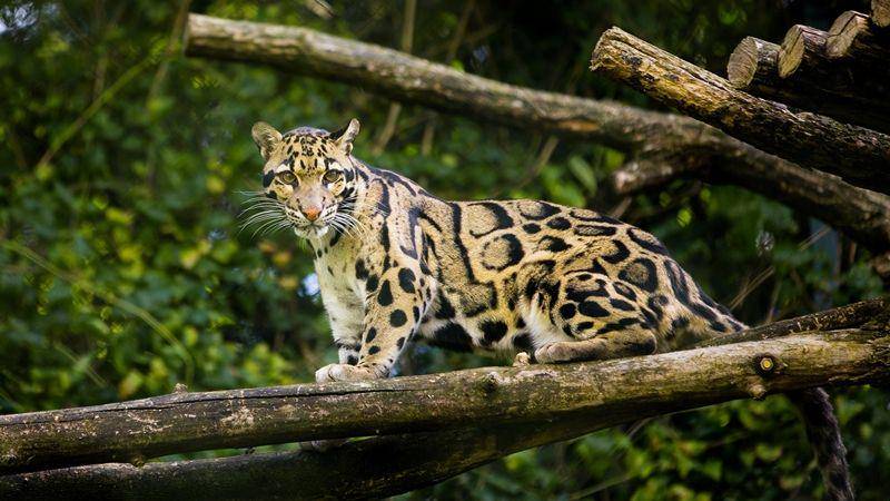 animalspot.net