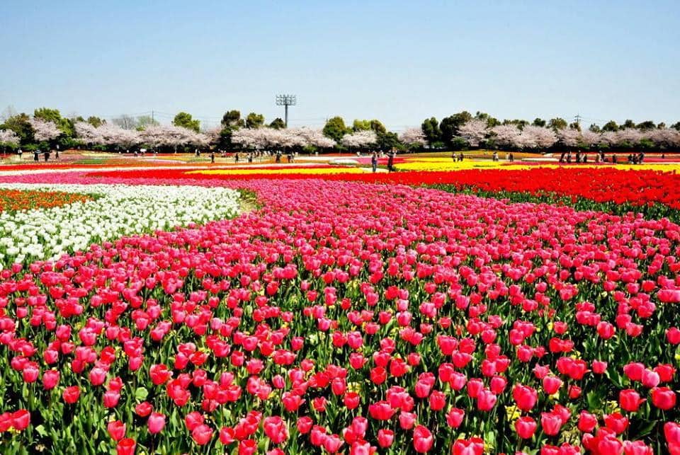 japandeluxetours.com