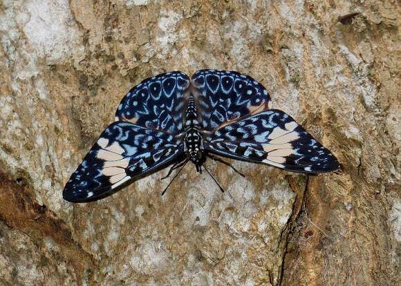 learnaboutbutterflies.com