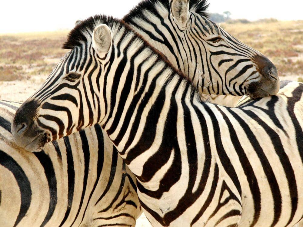 gondwana-collection.com