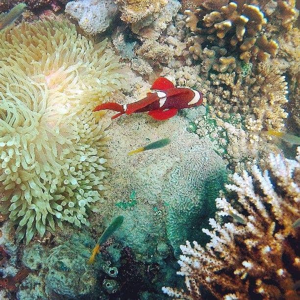 instagram.com/prawirahasan