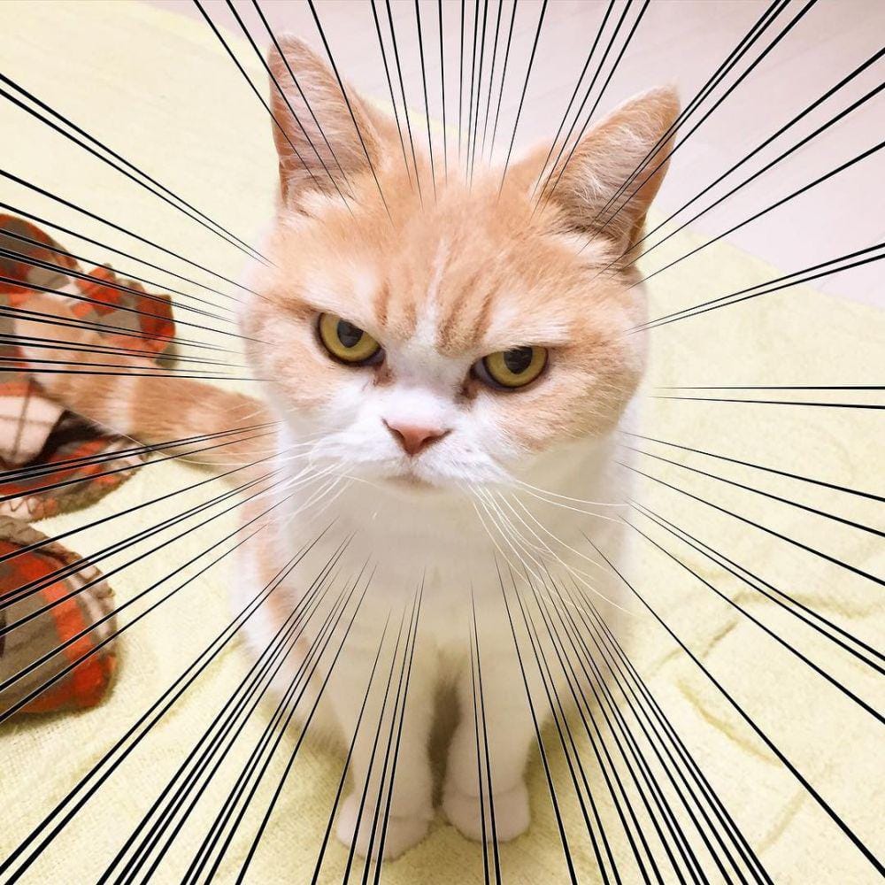 Instagram.com/marugaodesuyo