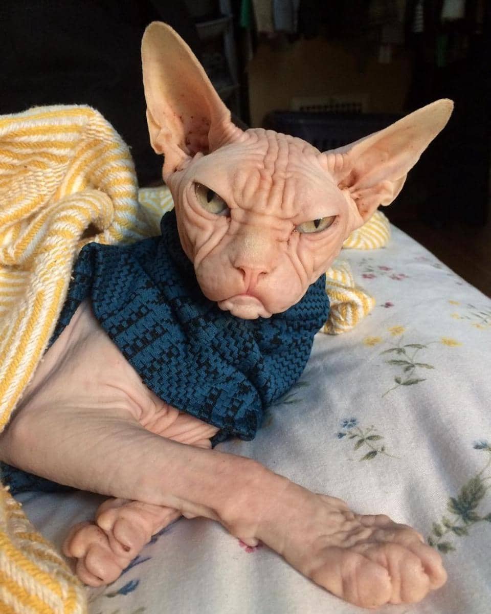 Instagram.com/loki_the_sphynx