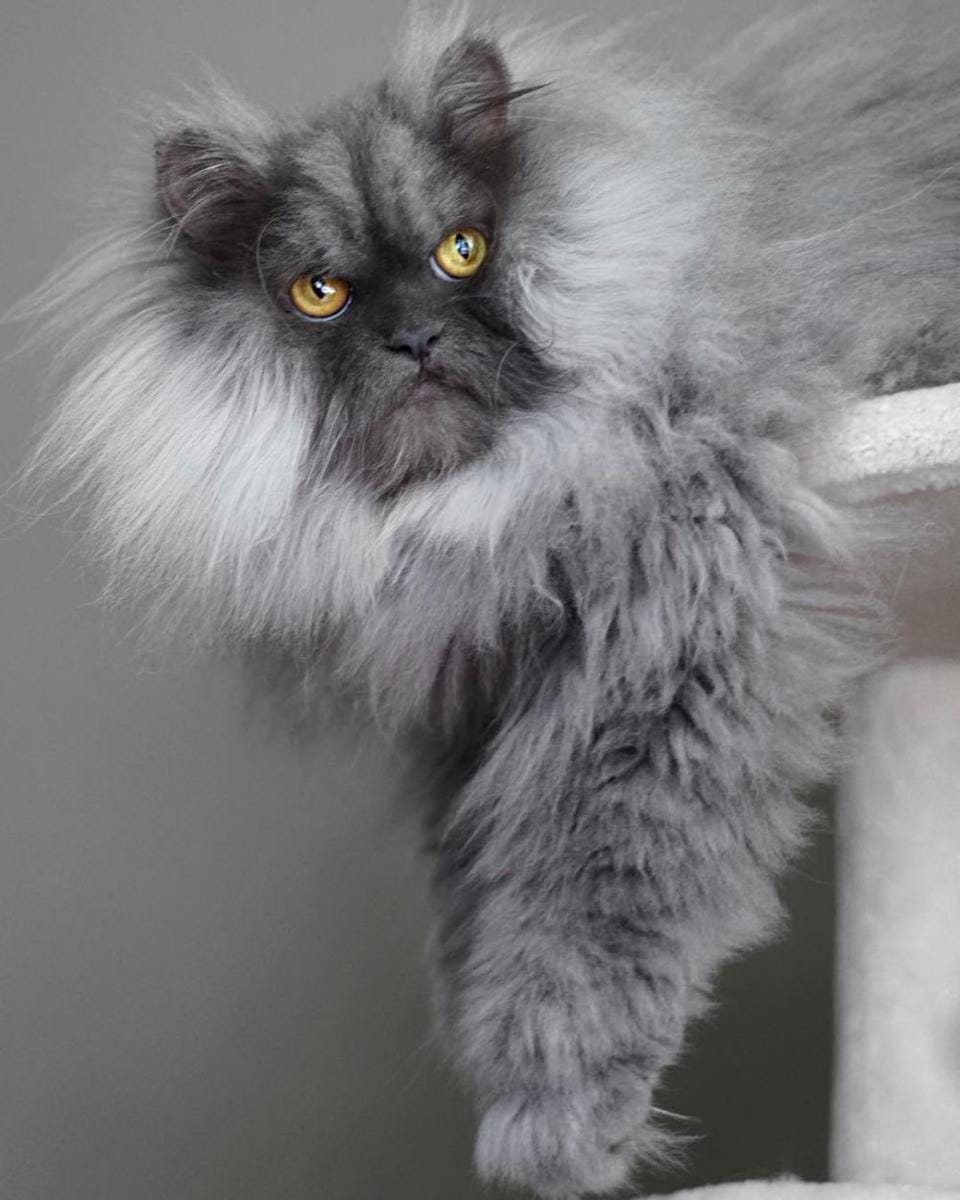 Instagram.com/junotheangrycat