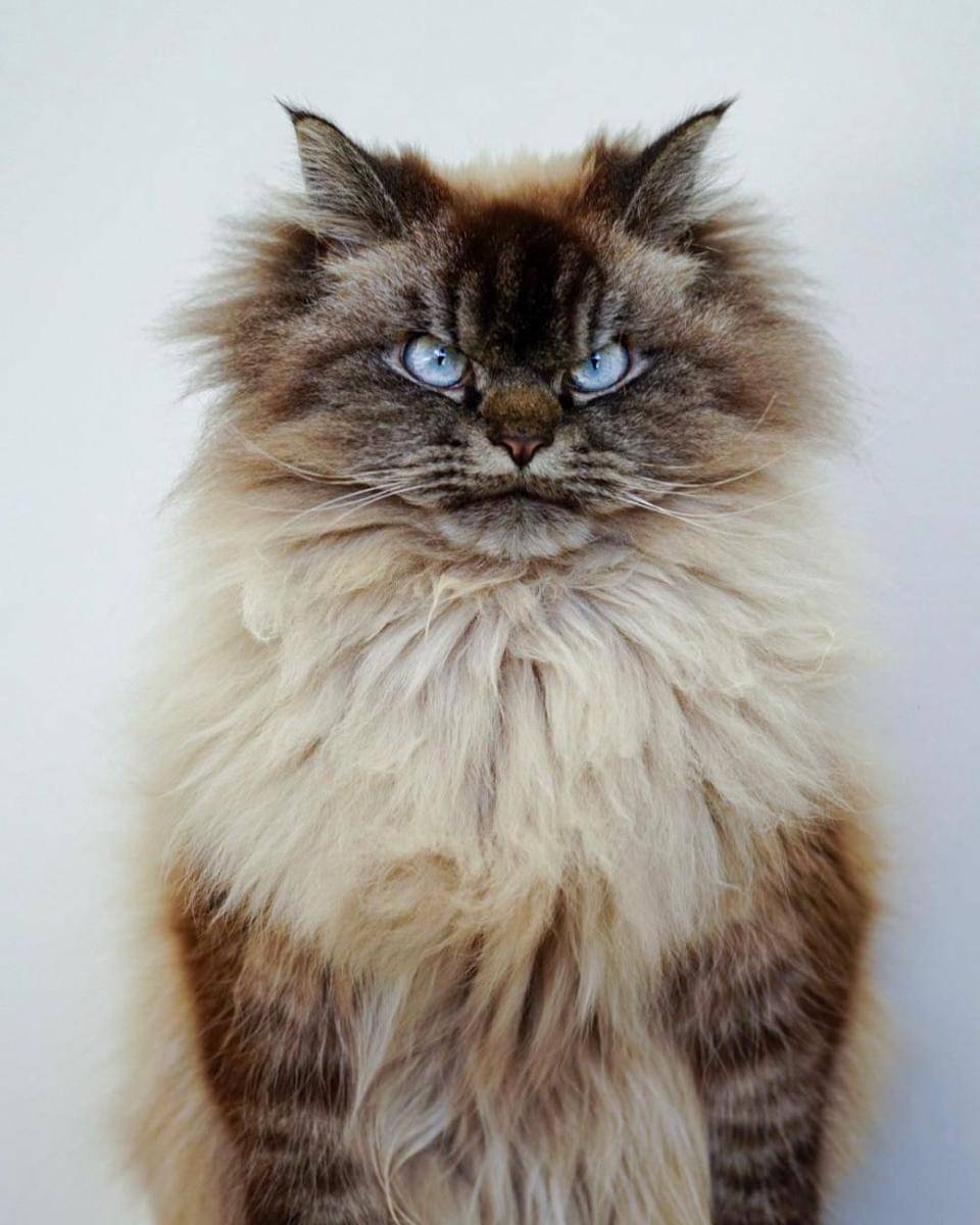 Instagram.com/merlinragdoll