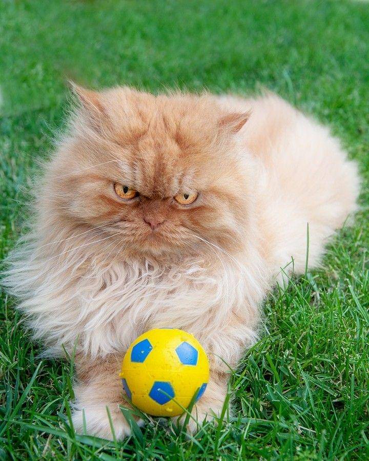 Instagram.com/meetgarfi