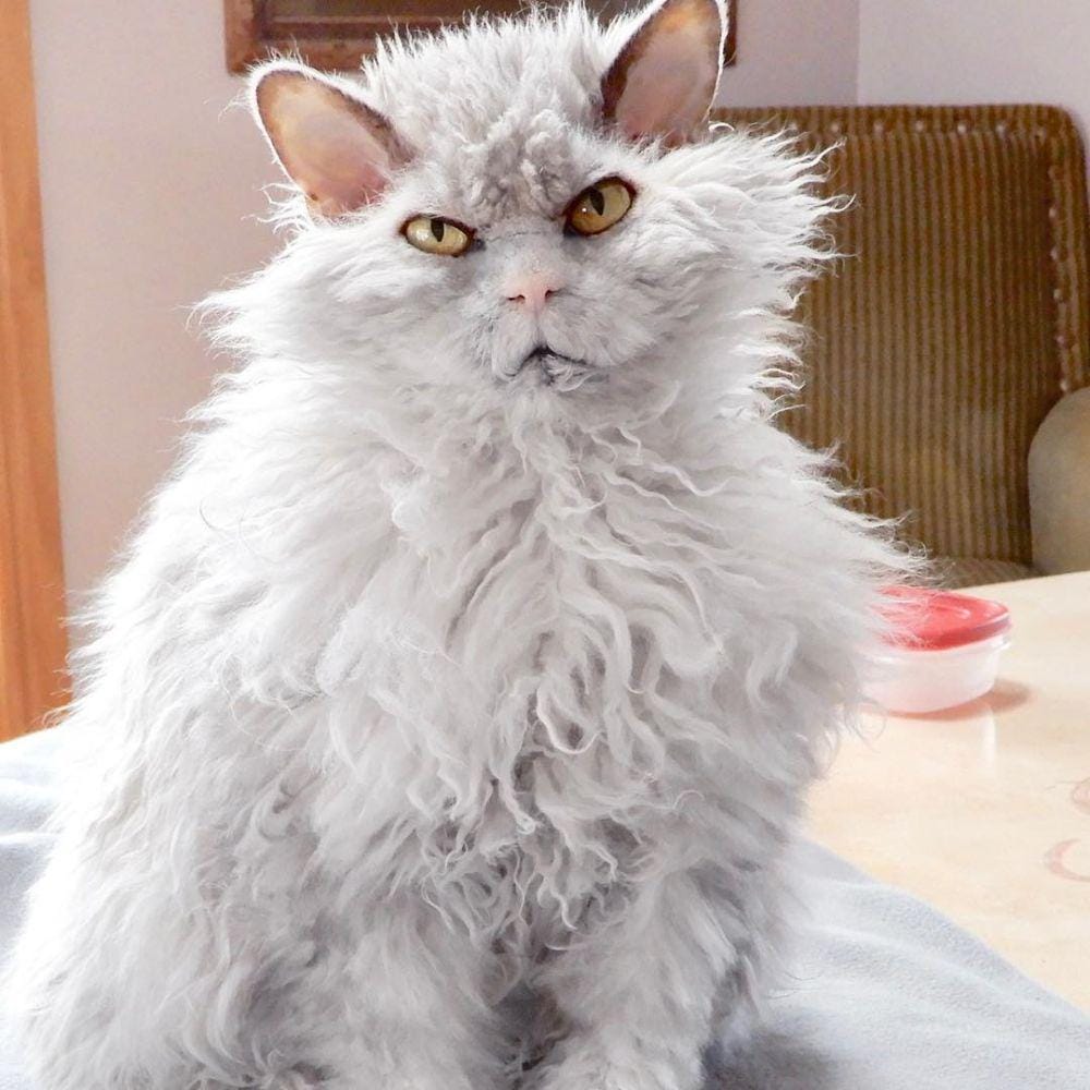 Instagram.com/pompous.albert