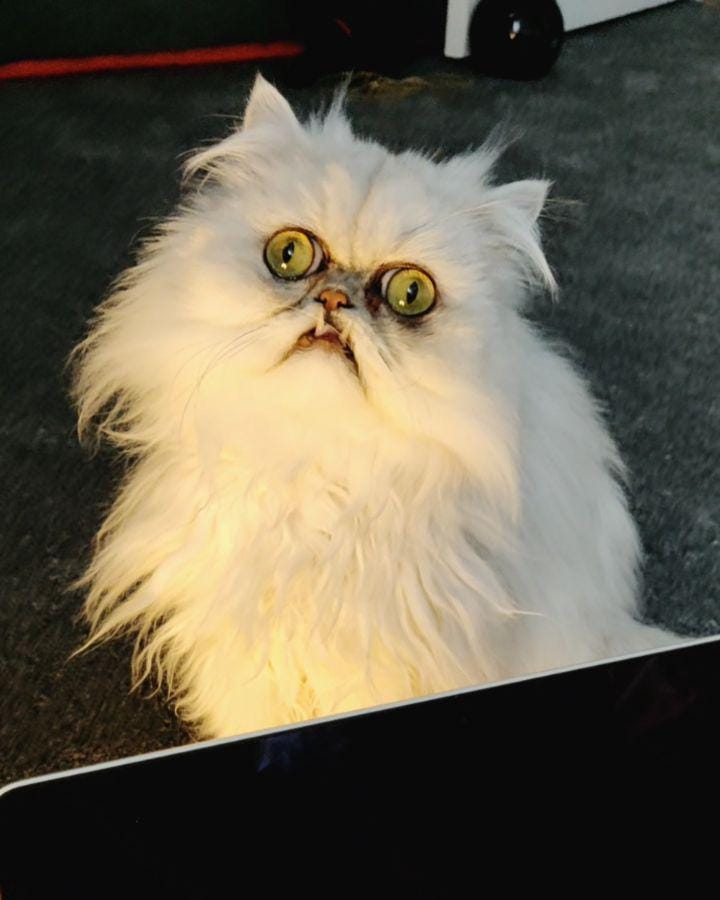 Instagram.com/wilfredwarrior