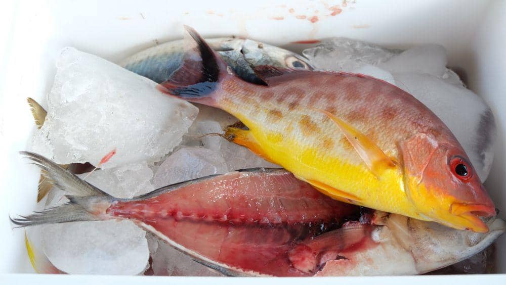 Dok Pribadi/Chalimatus Sa'diyah