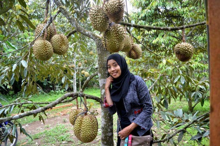 durian-candimulyo.blogspot.com