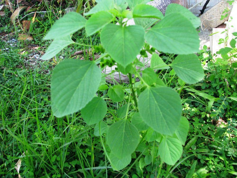 pipitverinska.blogspot.com