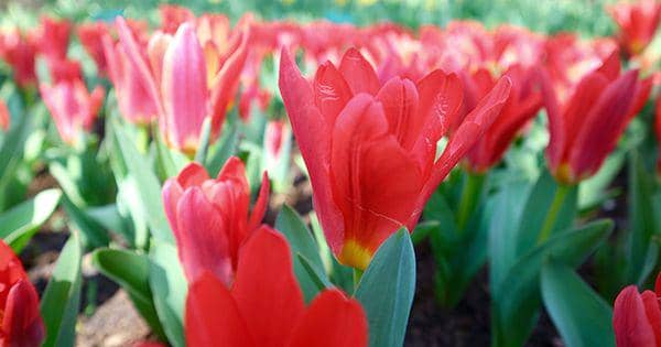 IDN Times/Nofinda Ghaisani