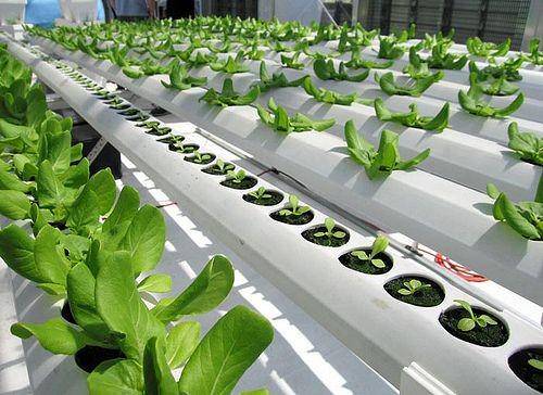 powerhousehydroponics.com