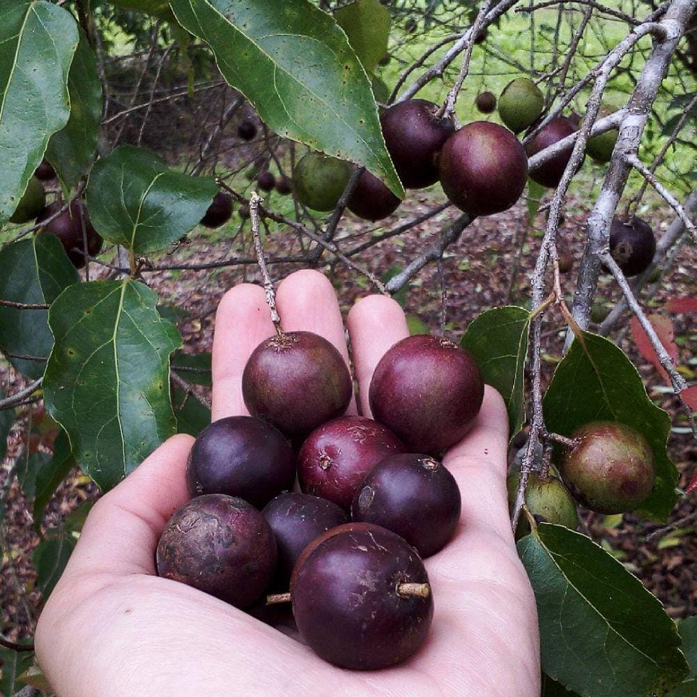 instagram.com/dee_sem/