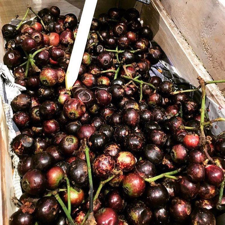 instagram.com/jualbuahlangka/