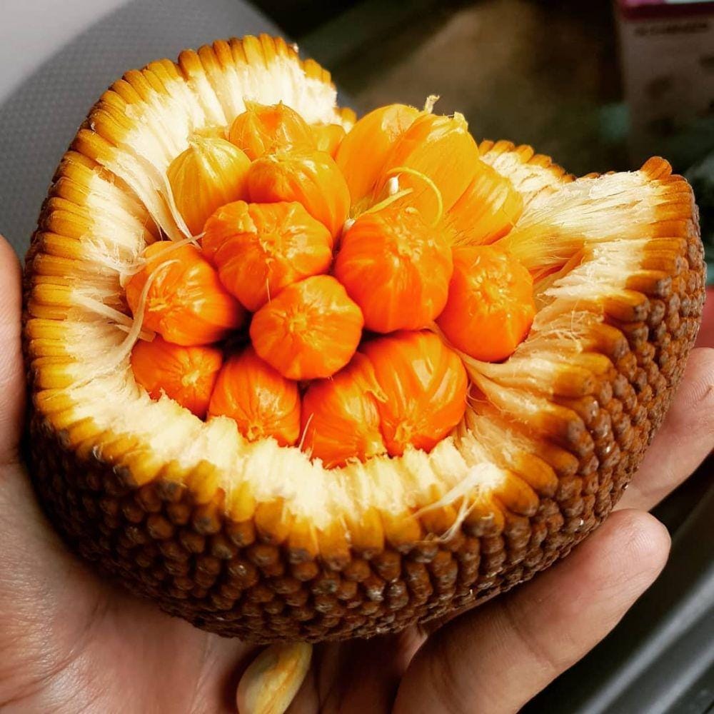 instagram.com/tebongagrofarm/