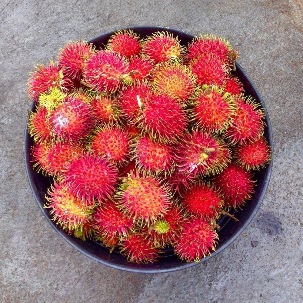 instagram.com/pasha_garden/