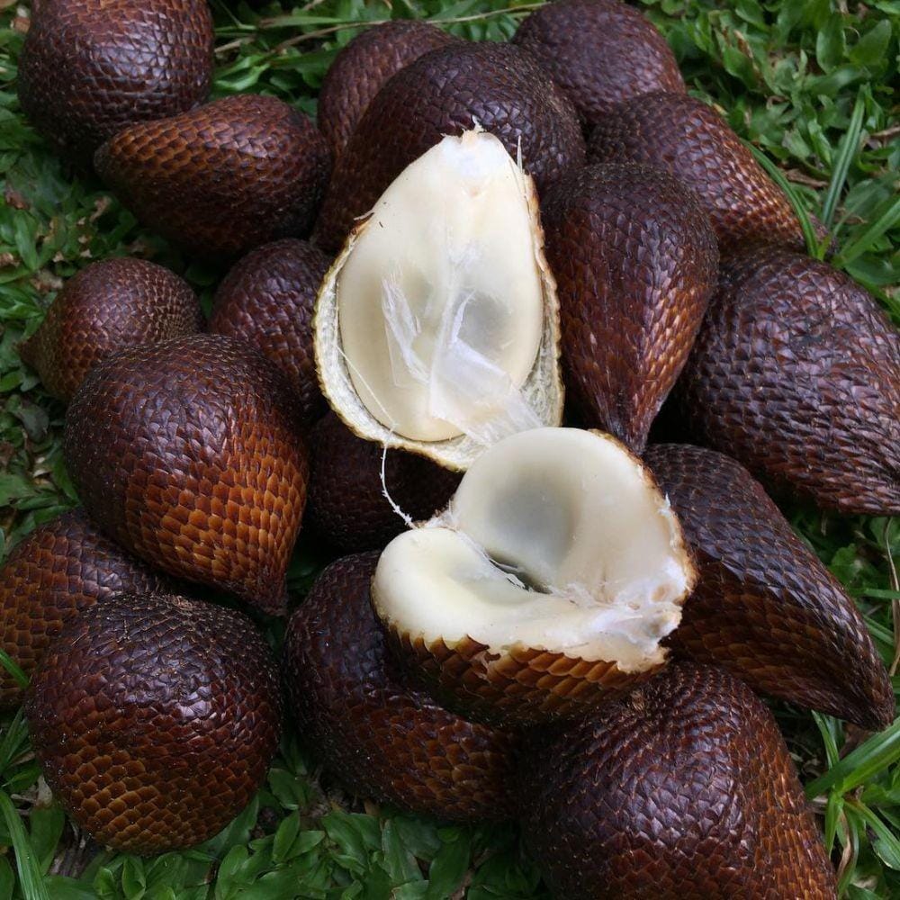 instagram.com/cuddlebadger/