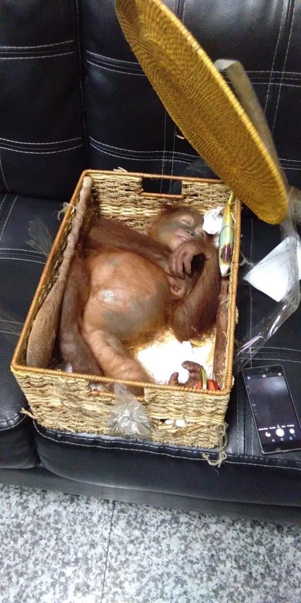 Dok.IDN Times/Istimewa