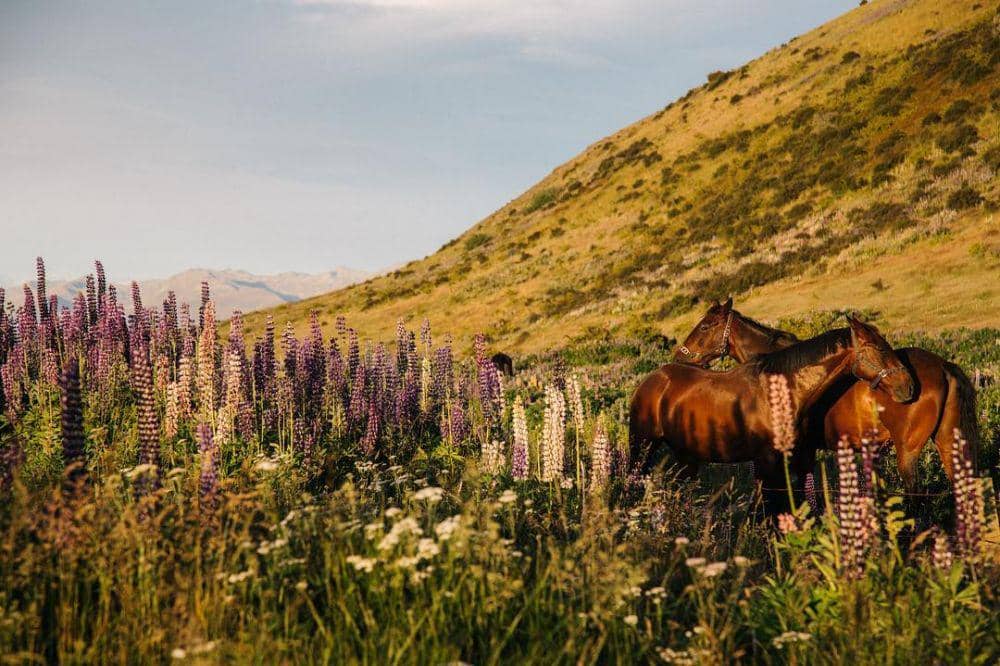 instagram.com/colesprouse