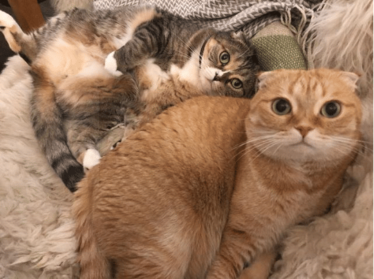 instagram.com/shrampton